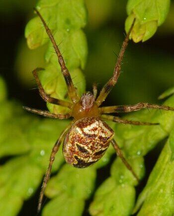 araignée tête de mort 2