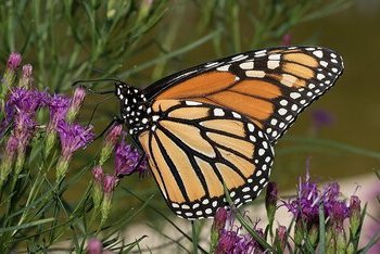 signification éléments autel jour des morts 3