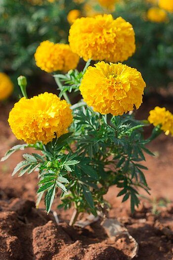 Souci la fleur des morts