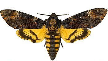 sphinx tête de mort 4
