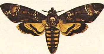 sphinx tête de mort 5