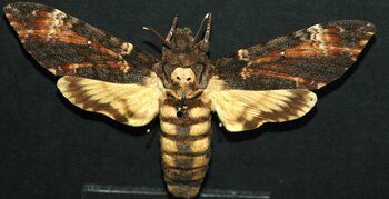 sphinx tête de mort 6